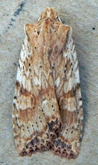Lithophane bethunei