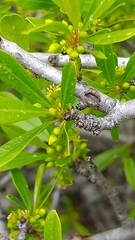 Rhamnus oleoides