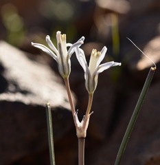 Androstephium breviflorum