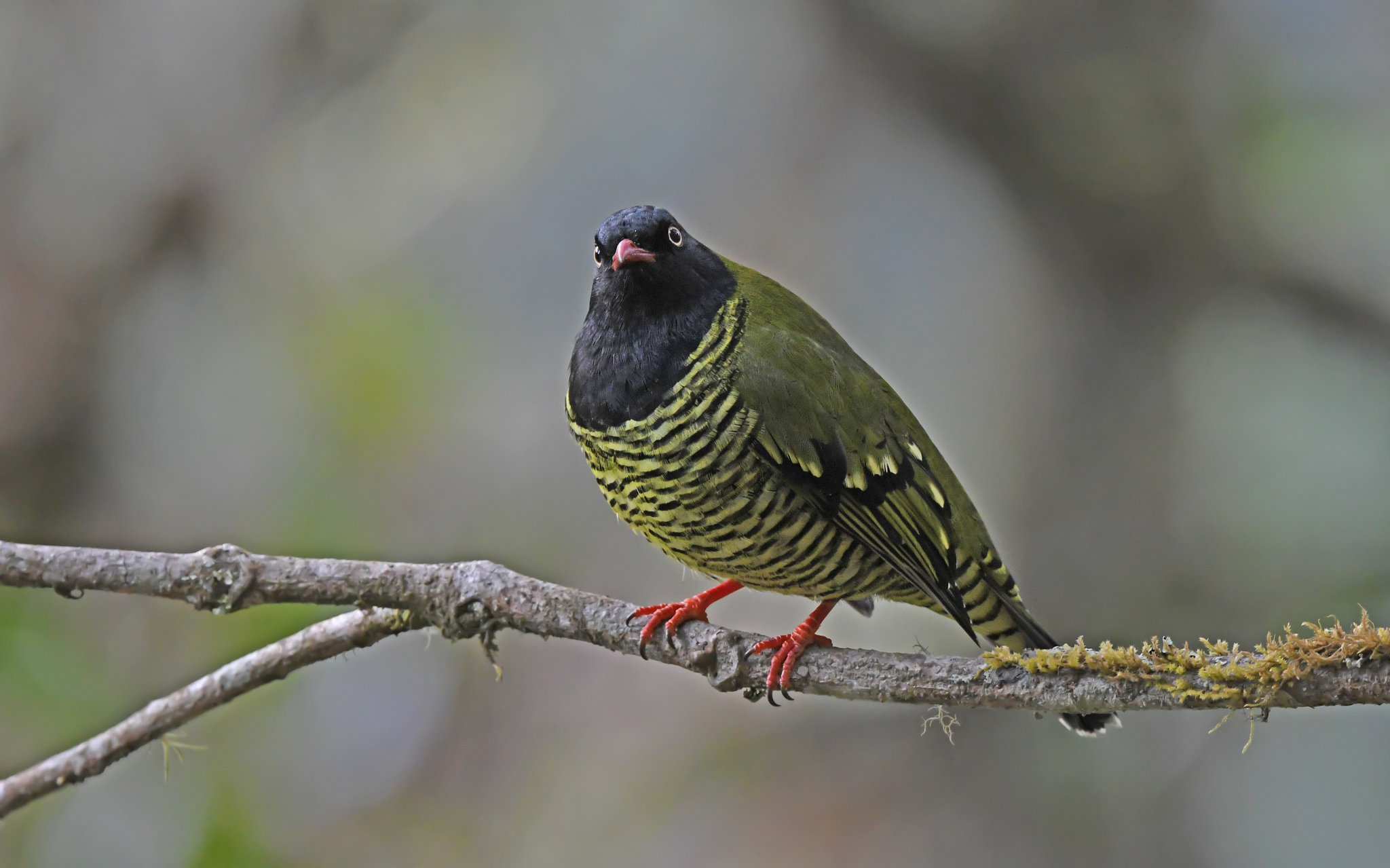 Barred Fruiteater illustration