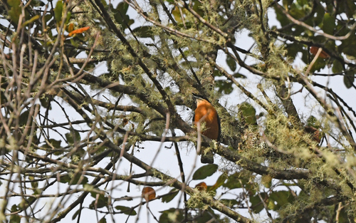 Chestnut-bellied Mountain Tanager (Dubusia castaneoventris), photo 3