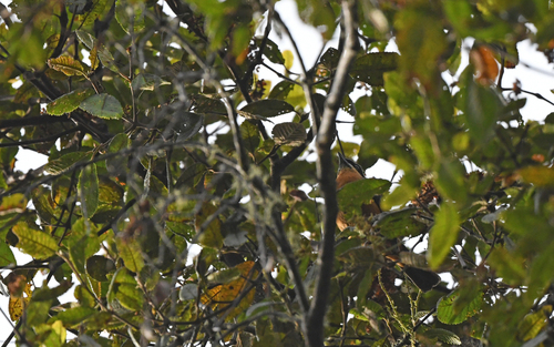 Chestnut-bellied Mountain Tanager (Dubusia castaneoventris), photo 1