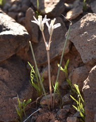 Androstephium breviflorum