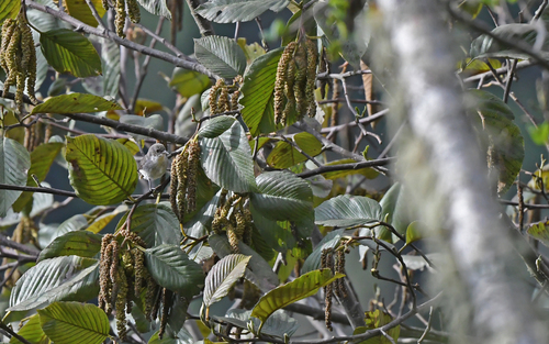 Drab Hemispingus (Pseudospingus xanthophthalmus), photo 10