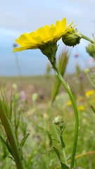 Malacothrix foliosa foliosa