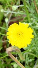 Malacothrix foliosa foliosa