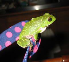 Zhangixalus arboreus