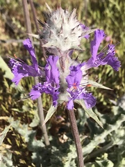 Salvia carduacea