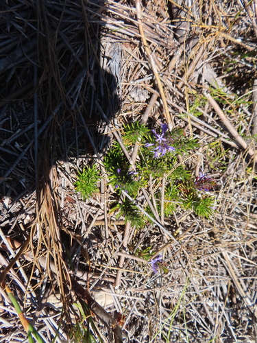 Image of Merciera azurea by (c) linkie, some rights reserved (CC BY)