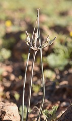 Androstephium breviflorum