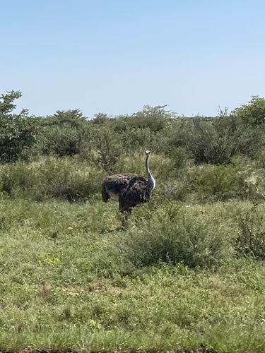 Common Ostrich