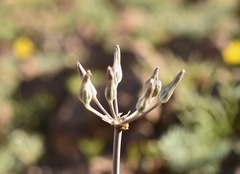 Androstephium breviflorum