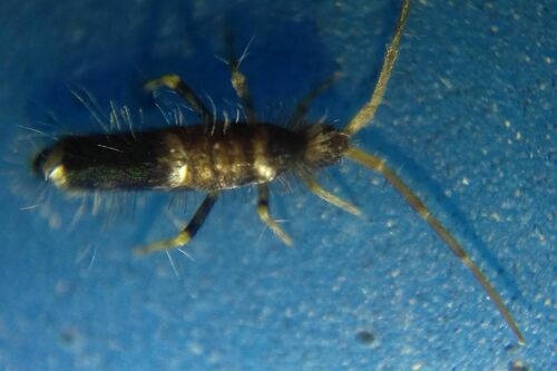 Entomobrya dorsalis, photo 2 of 10