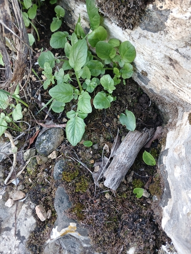 Image of Valeriana italica by (c) yelena_antipova, some rights reserved (CC BY)