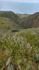 Malacothamnus clementinus