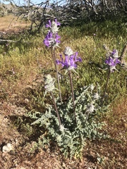 Salvia carduacea