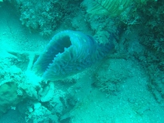 Callyspongia plicifera