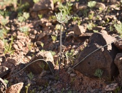 Androstephium breviflorum