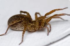 Varacosa