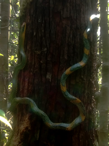 Gonyosoma margaritatum observed 2023-11-26