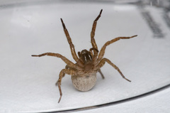 Varacosa