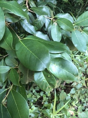 Chionanthus peglerae