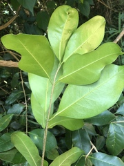 Chionanthus peglerae