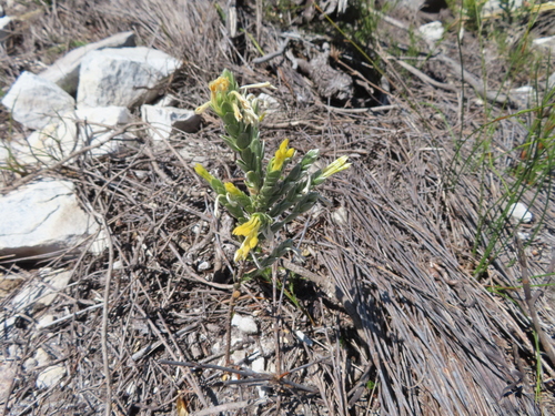 Image of Gnidia anomala by (c) linkie, some rights reserved (CC BY)