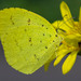 Japanese Common Grass Yellow - Photo (c) Fran Wiesner, some rights reserved (CC BY-NC-ND), uploaded by Fran Wiesner