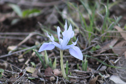 Image of Iris vartanii by (c) yelena_antipova, some rights reserved (CC BY)