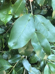 Chionanthus peglerae