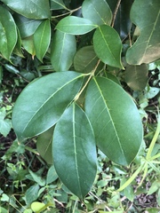 Chionanthus peglerae