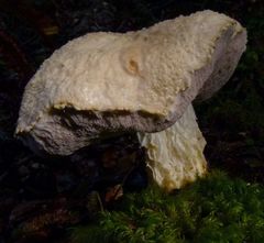 Austroboletus niveus