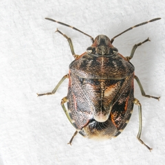 Holcogaster fibulata