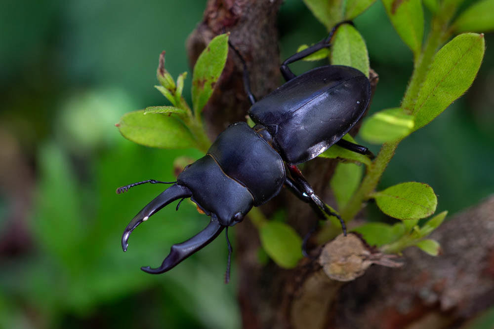 Dorcus rectus rectus from Kyoto, Kyoto, Japan on October 25, 2017 at 02 ...
