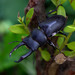 Little Stag Beetle - Photo (c) Fran Wiesner, some rights reserved (CC BY-NC-ND), uploaded by Fran Wiesner