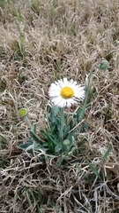 Erigeron strigosus strigosus