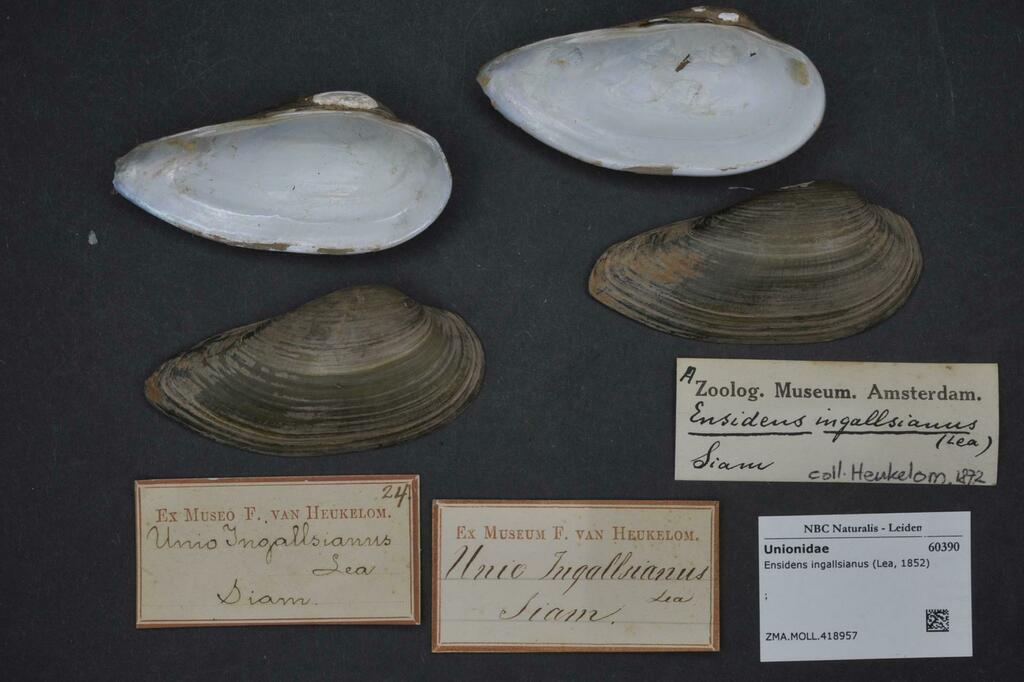 Ensidens ingallsianus
