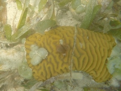 Pseudodiploria strigosa