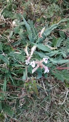 Astragalus plattensis