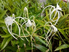 Hymenocallis speciosa