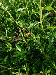 Gambelia juncea