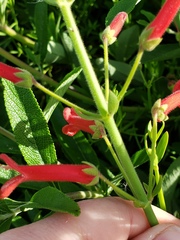 Gambelia juncea