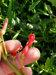 Gambelia juncea