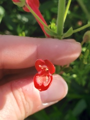 Gambelia juncea