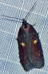 Acleris bowmanana