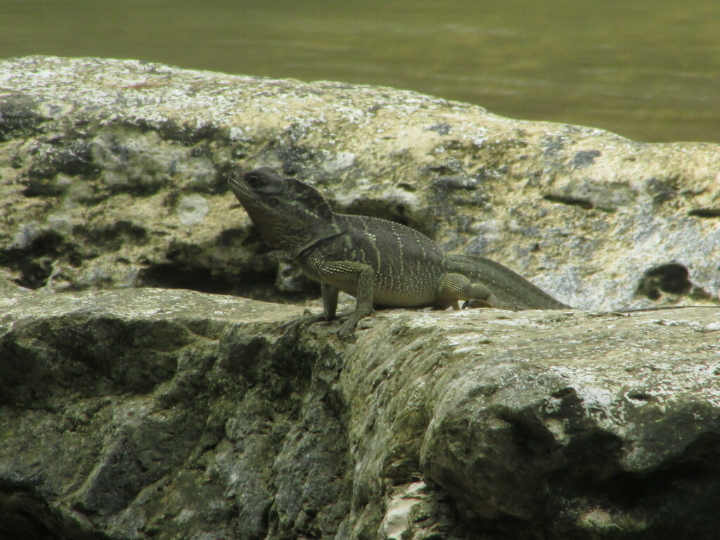 Sailfin Lizards from tn bantimurung bulusaraung on November 29, 2023 by