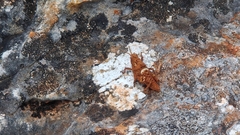 Ocnerodes fallaciosus