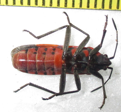 Spilostethus macilentus