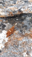 Ocnerodes fallaciosus